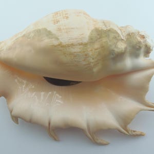 Seashells Giant Spider Conch Lambis truncata