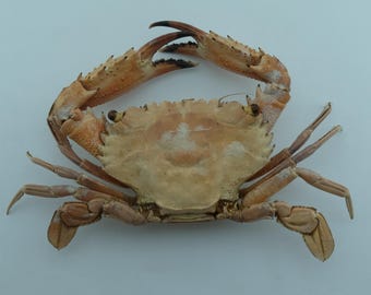 Ejemplar de cangrejo preservado Cangrejo nadador Charybdis hellerii Taxidermia marina Curiosidades Rarezas