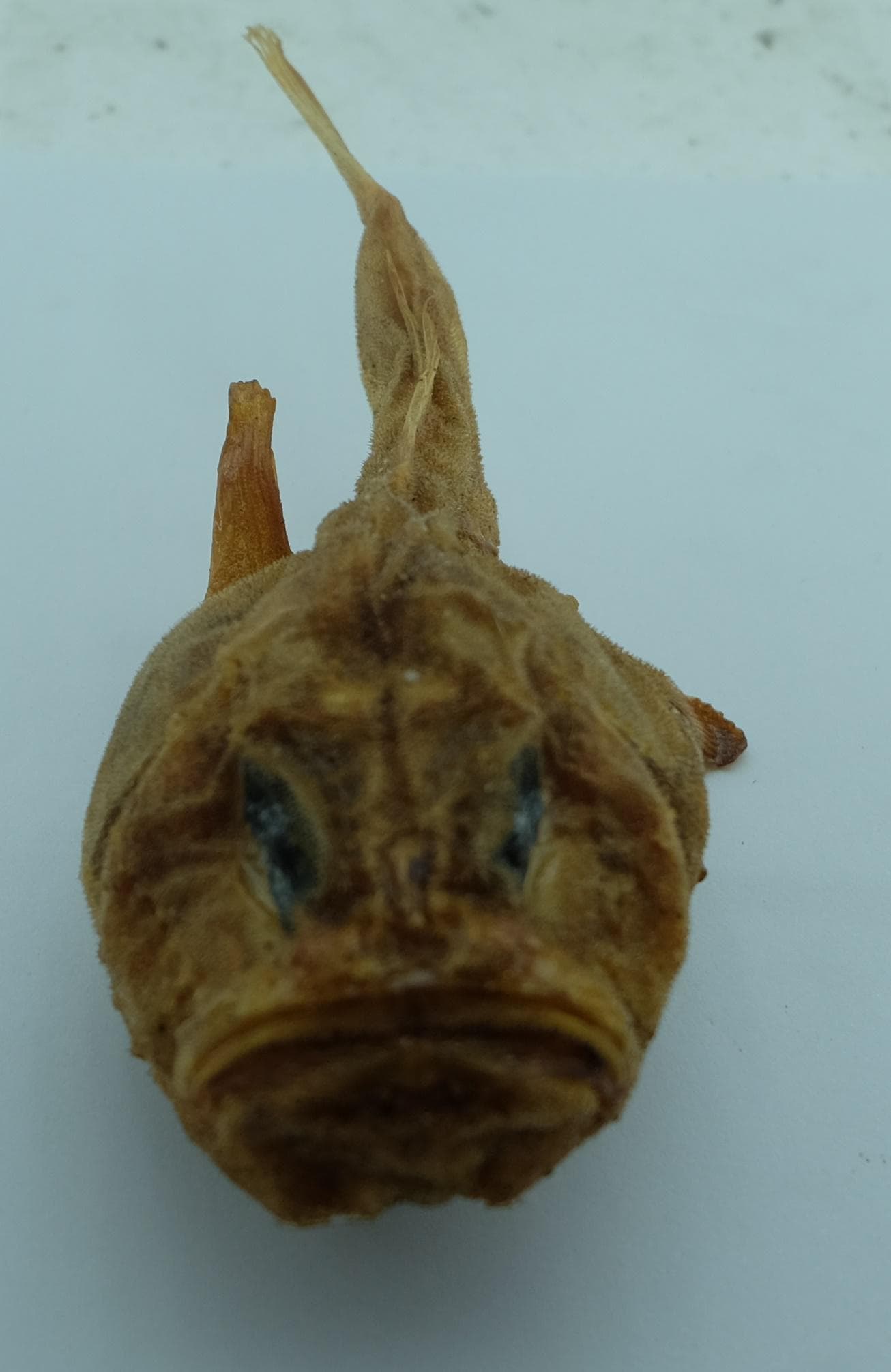 Piranha fish taxidermy - Etsy 日本