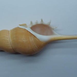 Suministros de conchas marinas para manualidades, joyería de bricolaje, decoración costera oceánica de resina, tibia de huso