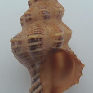 Schelpen Recurved Latirus Latirus recurvirostris