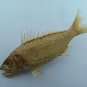 Puede incluir: Un pez seco de color marrón claro, sobre una superficie blanca. El pez tiene escamas, aletas y cola visibles. Las aletas son de un tono más claro. La boca del pez está abierta y su ojo es visible.