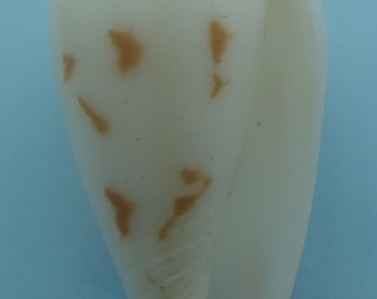 Seashells Cone shell Conus pica