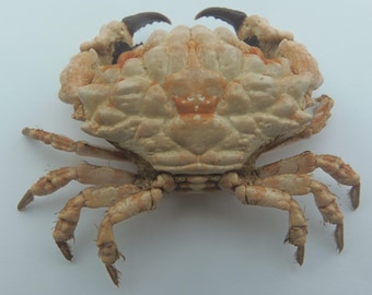 Preserved Crab  Specimen Lumpy rock crabs Euxanthus exsculptus Marine Taxidermy Curiosities Oddities