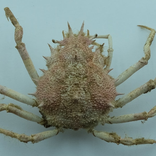 Araignée de mer Maja japonica Taxidermie du crabe