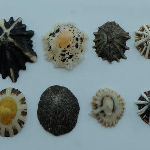 Pode incluir: Uma variedade de oito conchas marinhas de várias formas e tamanhos. As conchas exibem uma gama de cores, incluindo branco, castanho e amarelo. Algumas conchas têm padrões e texturas intrincadas, outras são lisas.