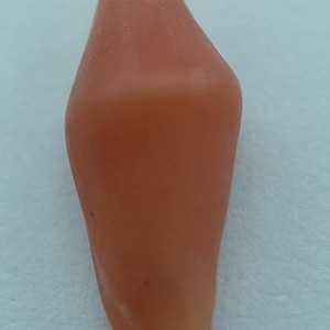 Seashells False cowries Crenavolva traillii