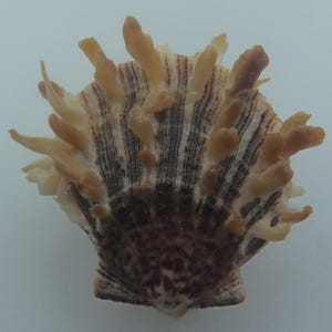 Seashells Chinese Thorny Oysters Spondylus sinensis
