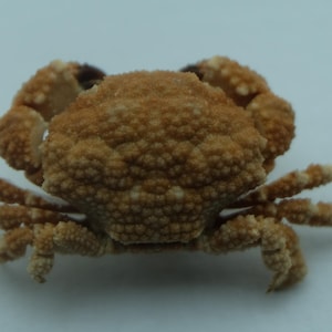 Op de afbeelding: Een kleine, bruine krab met een getextureerd pantser en meerdere poten. Het lichaam van de krab is lichtbruin van kleur, met donkerbruine punten op de klauwen. De krab is gecentreerd tegen een effen, lichte achtergrond.
