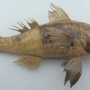 Gefriergetrocknetes Fischpräparat, Präparat, echtes konserviertes Deko-Geschenk, Strich-und-Punkt-Ziegenbarsch (Parupeneus barberinus), Kuriositäten, Kuriositäten