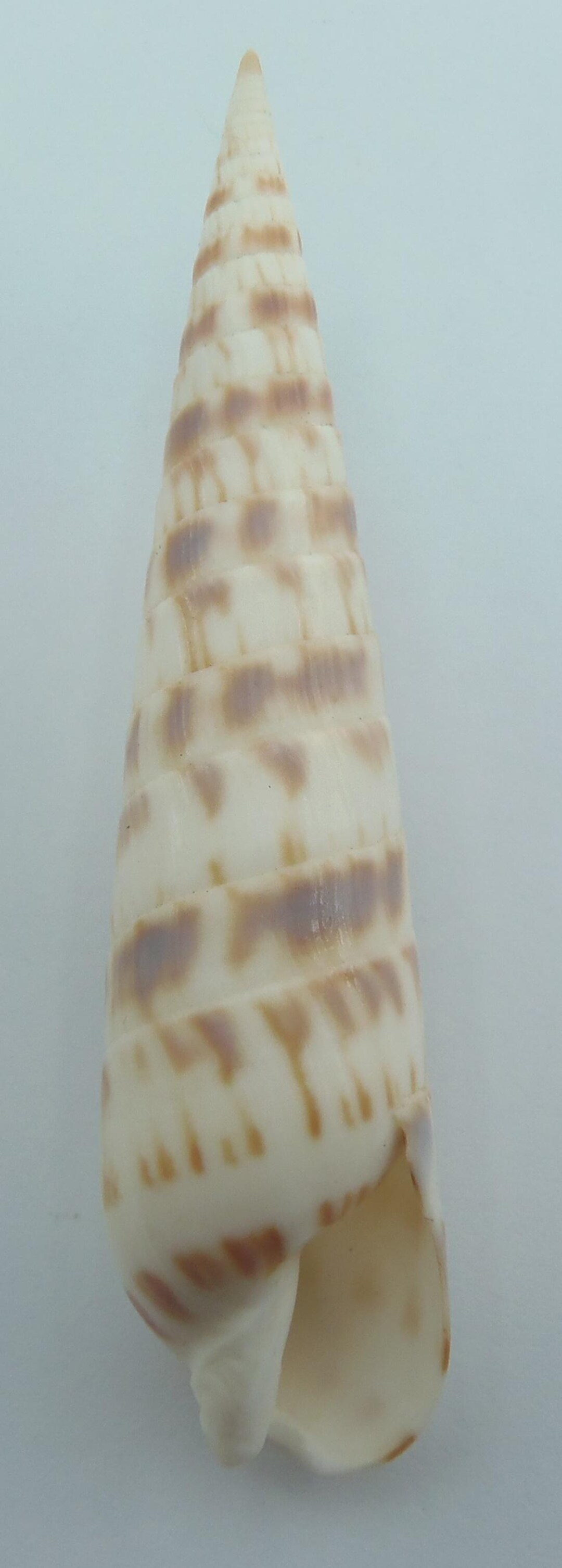 Seashells Pink-spotted Auger Oxymeris Chlorata - Etsy
