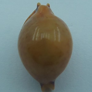 Peut inclure: Un petit objet en forme de goutte d'eau, de couleur ambre, avec une surface lisse. Il présente deux petites protubérances en haut et une petite base pointue. L'objet semble être fait d'un matériau translucide.