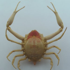 Peeble Crab Myra grandis Crab Taxidermy Oddities image 2