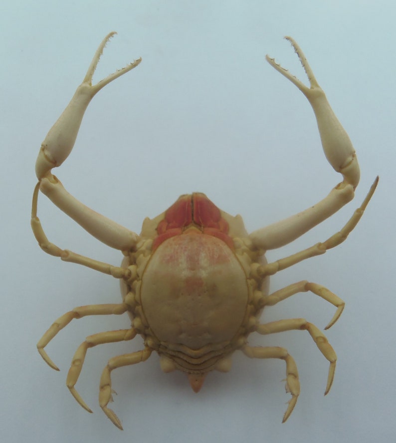 Peeble Crab Myra grandis Crab Taxidermy Oddities image 2