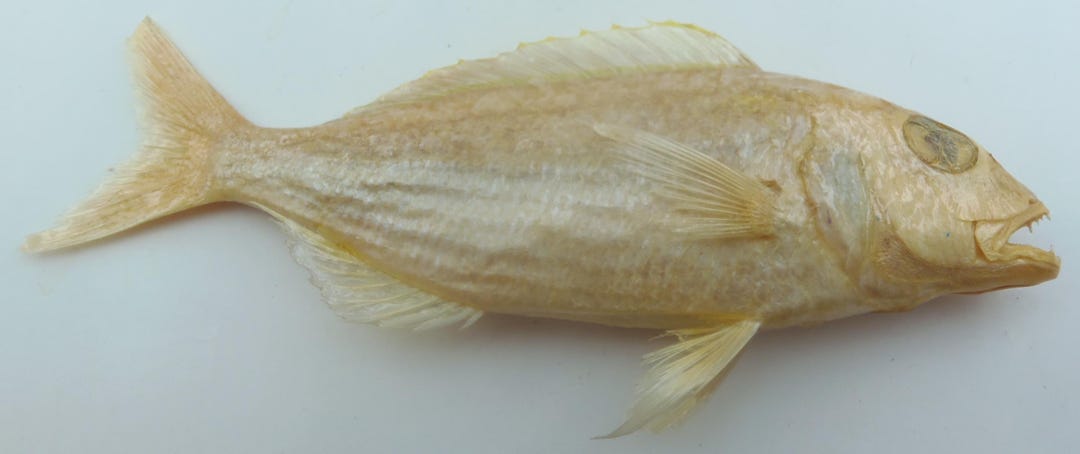 Japanese Threadfin Bream Nemipterus Japonicus Fish Taxidermy Oddities ...