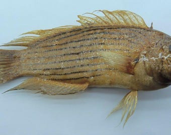 Gefriergetrockneter Fisch Specimen Taxidermy Real Konserviert Dekor Geschenk Feuerschwanz Teufel Labracinus melanotaenia Kuriosität