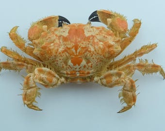 現在、この商品の在庫はありません - Etsy