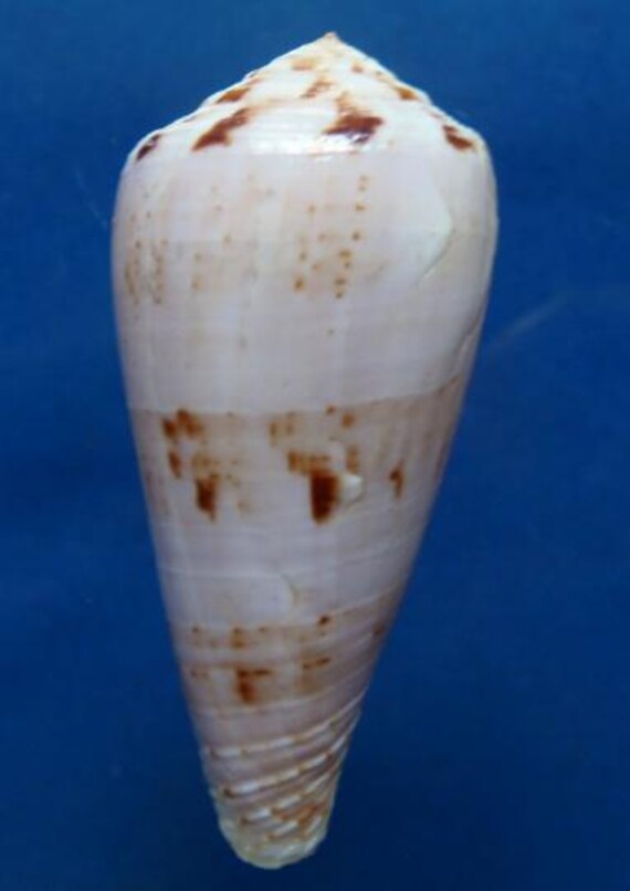 イモガイ貝殻 Darioconus Auricomus Microshells: Conus auricomus ホソタガヤサンミナシ