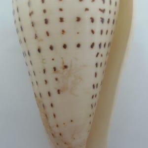 Seashells Leopard Cone Conus leopardus