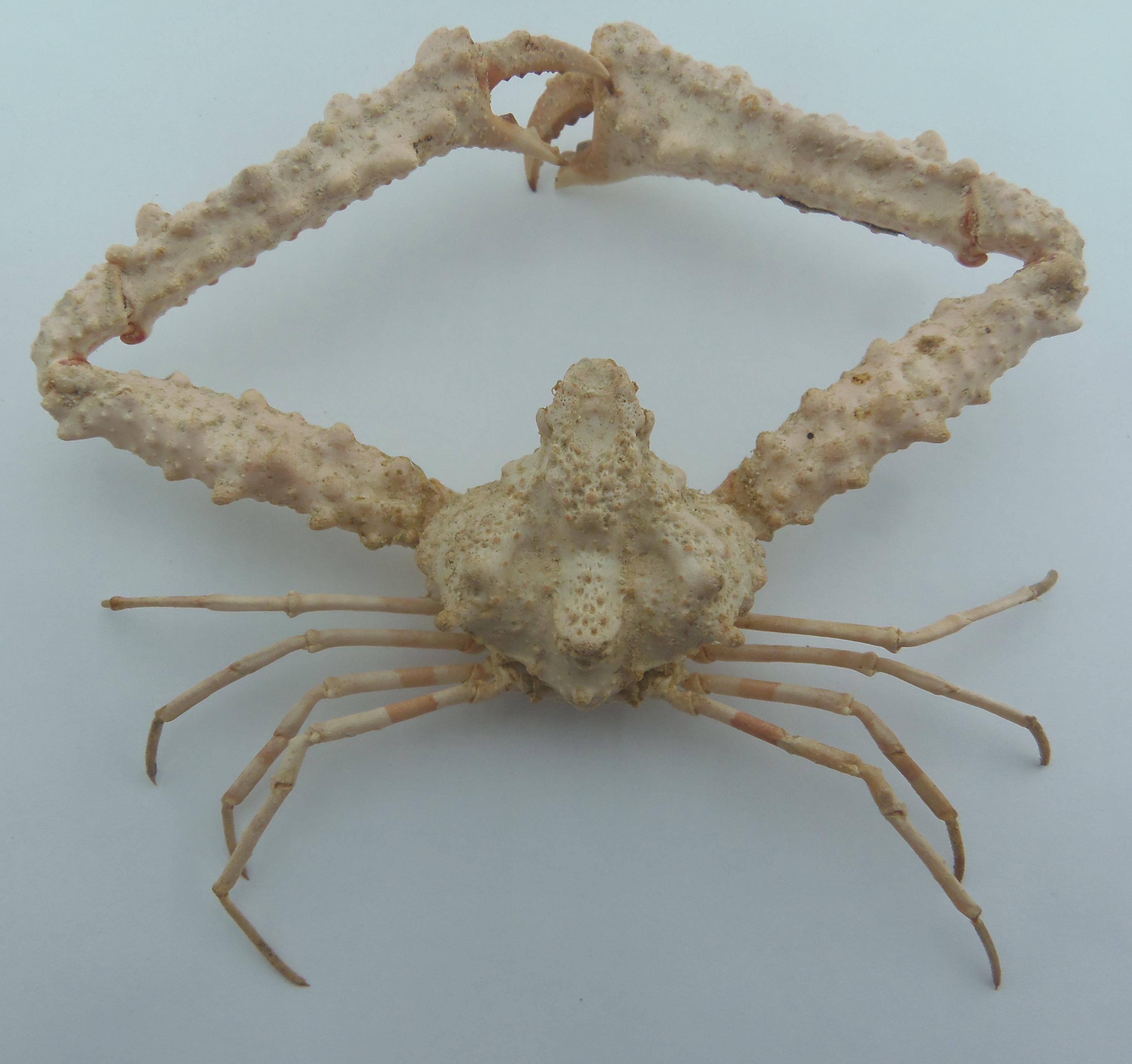 Elbow crab - Etsy 日本