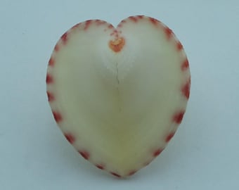 Muscheln Herzmuschel Corculum impressum