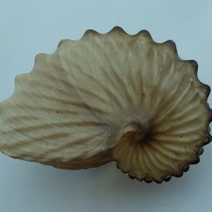 May include: A nautilus shell in cream and brown tones. The shell has a spiral form with a ridged texture and a dark brown edge. The shell is a natural, organic shape.