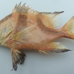 Frystorkat fiskexemplar Taxidermi Äkta konserverad dekoration gåva Kejsarröd snapper Lutjanus sebae Kuriositeter Kuriosa