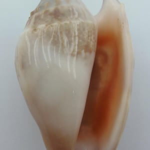 Seashells True Conchs Euprotomus bulla