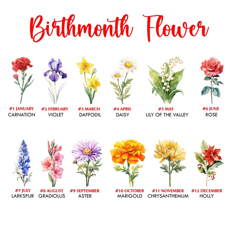 May include: A chart showing the birth month flowers for each month of the year. The flowers are illustrated in watercolor and include a carnation, violet, daffodil, daisy, lily of the valley, rose, larkspur, gladiolus, aster, marigold, chrysanthemum, and holly.