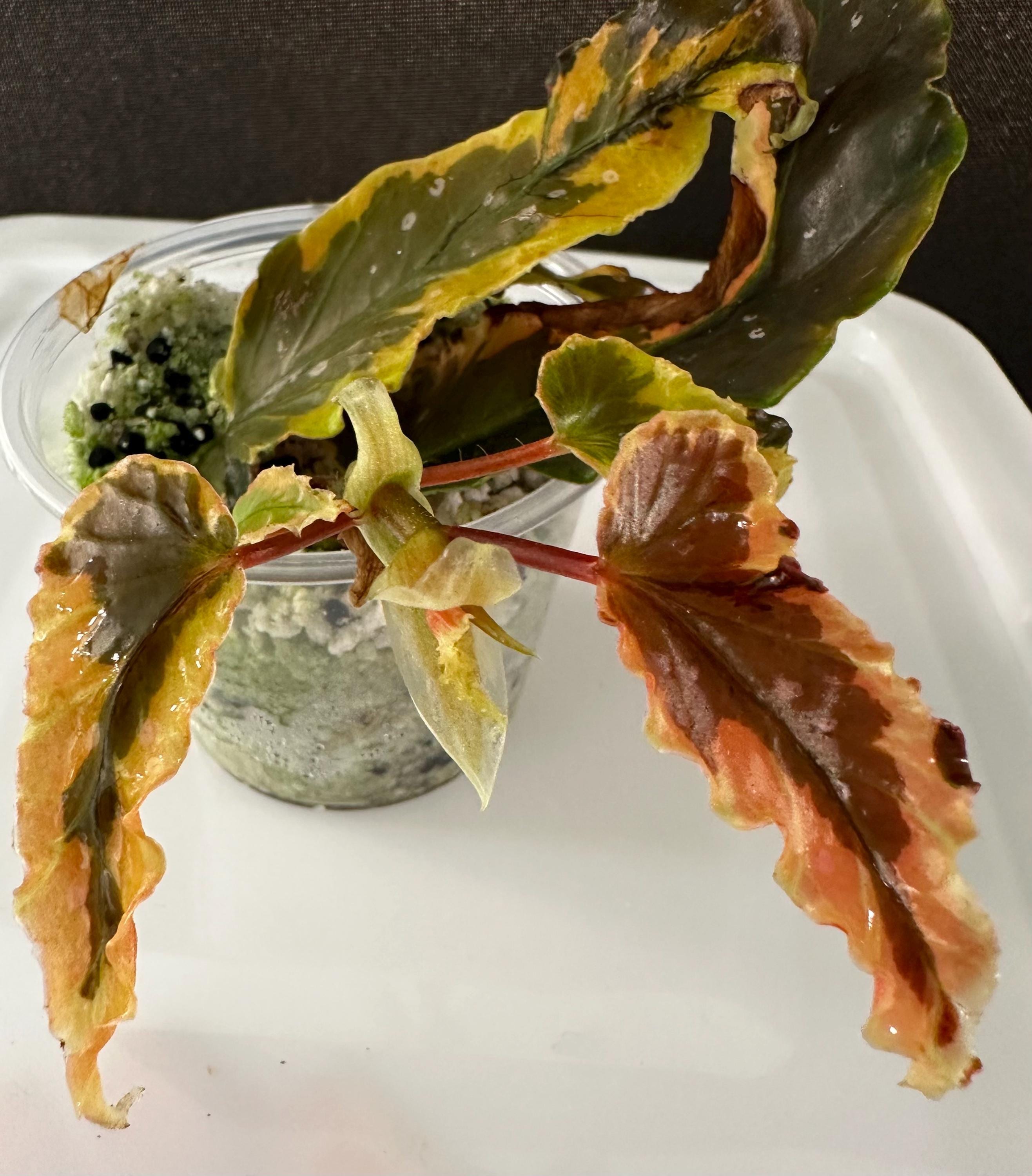 Begonia ‘Dainty Spray’ sport variegated Begonia Dainty Spray Sport Variegated - Etsy