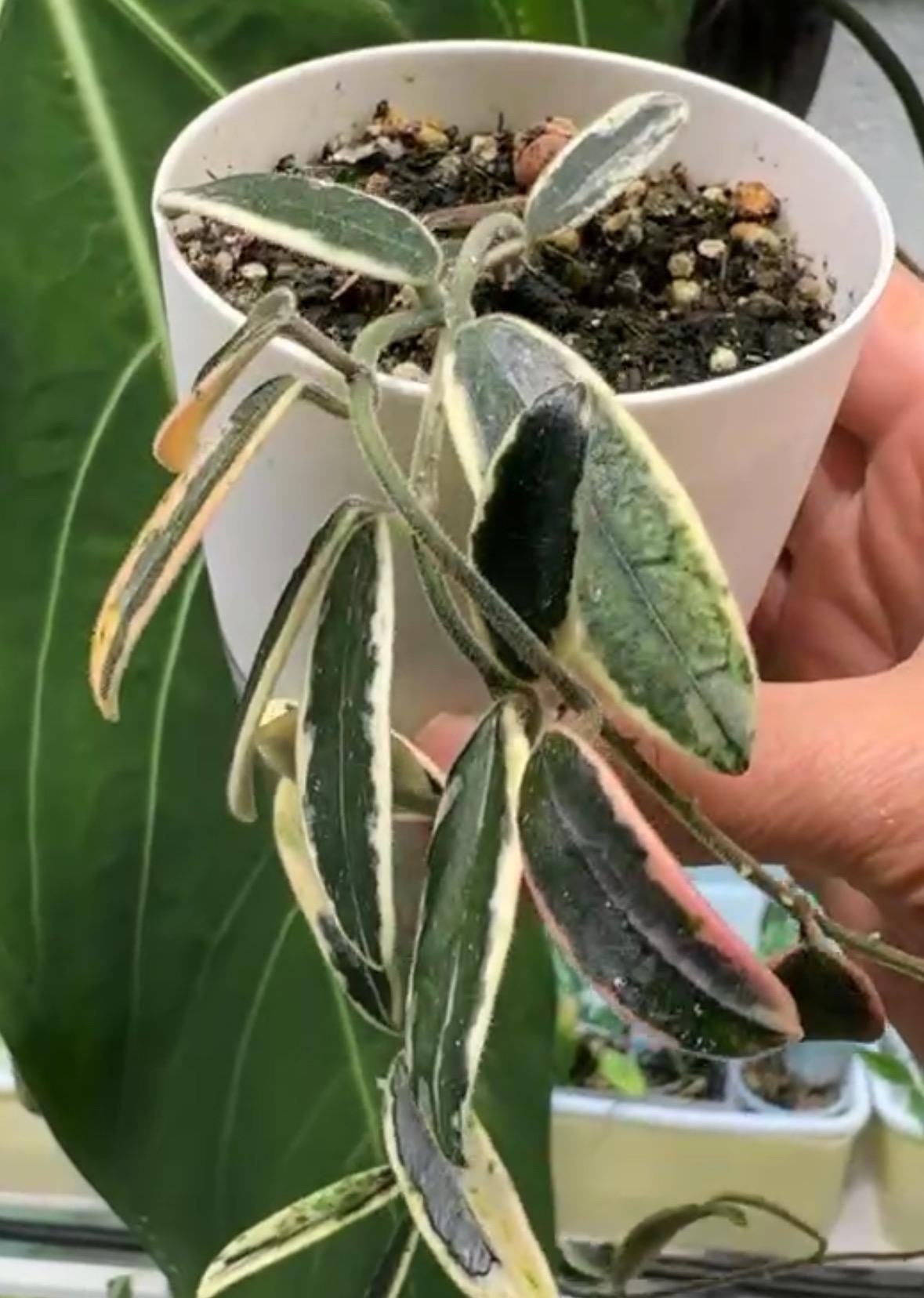 Hoya Lyi 'prism' - Etsy