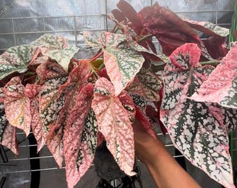 Begonia Cucullata Variegated Pink Variegation Rooted Active