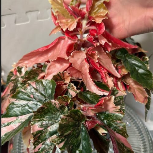 Begonia Dainty Spray Sport Variegated - Etsy