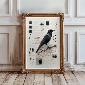Póster de mirlo, arte científico, regalo para amantes de las aves, ilustración de pájaro melancólico, diseño de pared, decoración moderna de granja, impresión de arte de inspiración vintage n.° 50