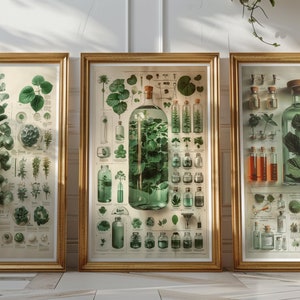 May include: Three framed botanical prints with illustrations of plants and flowers in glass bottles. The center print features a large bottle filled with green leaves and a smaller bottle with a single flower.