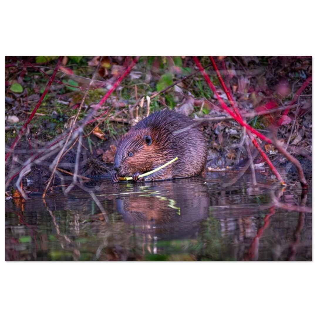 Beaver Art Print 6 - Etsy