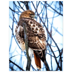 Red-Tailed Hawk Art Print 1