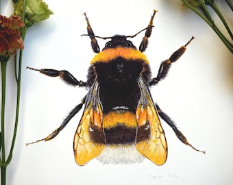 Art Print Digital Print of Drawing - Bumblebee Bee Summer Insect