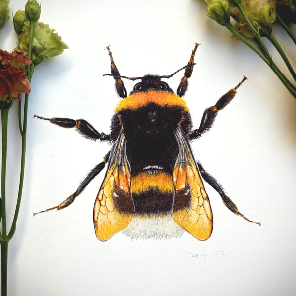 Kunstdruck Digitaldruck von Zeichnung - Hummel Biene Sommer Insekt