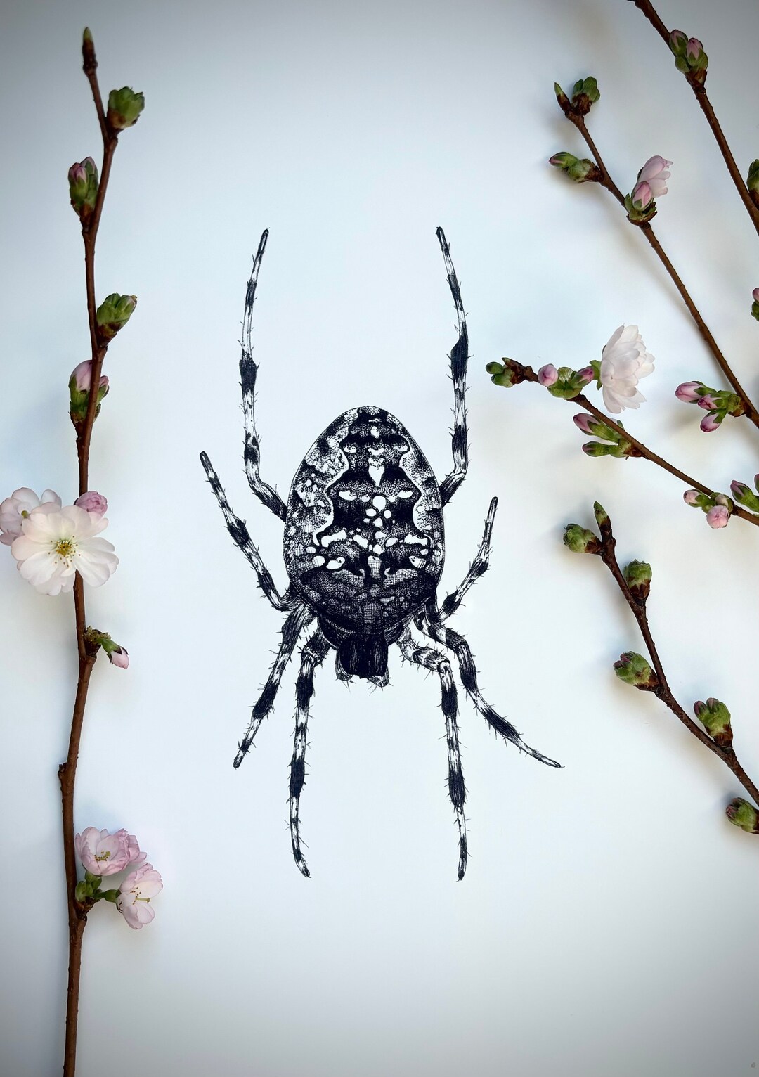 Art Print Digital Print of Drawing - Spider Garden Spider Garden Spider ...