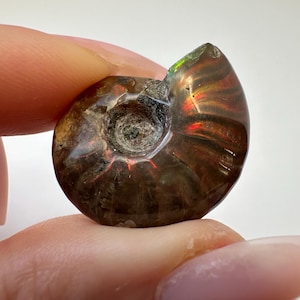 May include: A polished, iridescent ammonite fossil. The fossil displays a spiral shape with a dark brown base color and vibrant flashes of red, green, and gold. The fossil is held between two fingers.