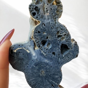 Blue Fossil Coral | Fossilized Blue Ridge Coral Slab – Heliopora Coerulea Fossil Slice | Natural Blue Coral Specimen Indo-Pacific