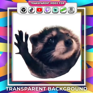 Transparent Background Pedro Dancing Racoon Memes Animated Emotes 28px, 56px, 112px with Audio Stream Alert Webm Twitch OBS Tiktok Gif Bild 1