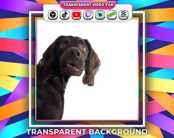 Confused Black Dog Meme Transparent Background I'm Listening Dog Meme with Audio Stream Alert Webm | Twitch Tiktok Animated Emotes Popular