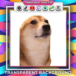 Dancing Dog Corgi Meme, Transparent Background, Tiktok Viral Dancing Dog Meme with Audio Stream Alert Webm Twitch Youtube Animated Emotes zdjęcie 1