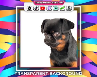 Sad Black Dog Meme Transparent Background Dramatic French BullDog Tiktok Meme with Audio Stream Alert Webm | Twitch Youtube Animated Emotes