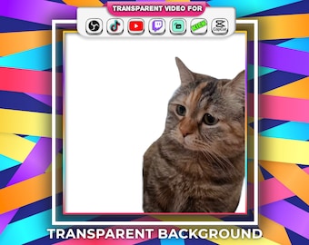 Sad Meowing Cat Meme Transparent Background Dramatic Cat Funny with Audio Stream Alert Webm file | Twitch Youtube Tiktok Animated Emotes Gif