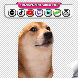 Dancing Dog Corgi Meme, Transparent Background, Tiktok Viral Dancing Dog Meme with Audio Stream Alert Webm Twitch Youtube Animated Emotes zdjęcie 2