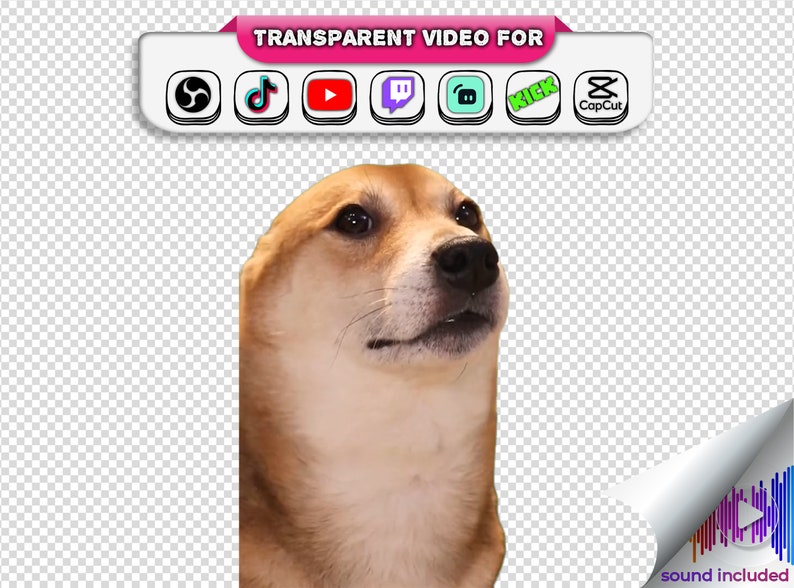 Dancing Dog Corgi Meme, Transparent Background, Tiktok Viral Dancing Dog Meme with Audio Stream Alert Webm Twitch Youtube Animated Emotes zdjęcie 2