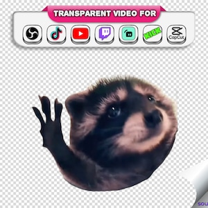 Fondo transparente Pedro Dancing Racoon Memes Emotes animados 28px, 56px, 112px con alerta de transmisión de audio Webm / Twitch OBS Tiktok Gif imagen 2